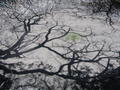 Tree shadow on muddy pool