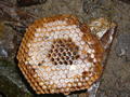 Honeycombs