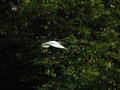 Flying white bird