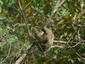 Sloth with young climbing tree