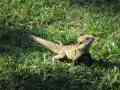 Brown lizard on grass