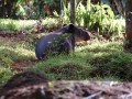 Bairds tapir