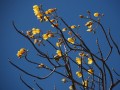Yellow flowers, blue sky
