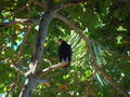 Vulture in treetop