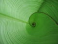 Green inside of a plant leaf