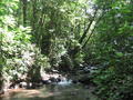 Rainforest brook