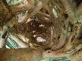 Hollow inside of a strangler tree