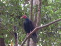 Vulture in a tree