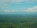 Rainforest seen from plane