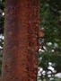 Red tree bark