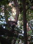 Coati climbing a tree