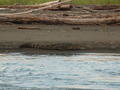 Crocodile at river bank