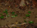 Leafcutter ant trail