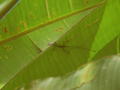 Lizard looking over leaf edge