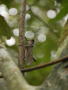 Large locust in tree