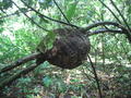 Termite nest on tree