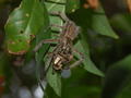 Spider eating prey
