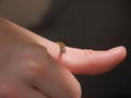 Tiny lizard on thumb