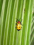 Yellow beetle on leaf
