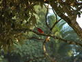Small red bird in a tree