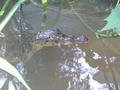 Young crocodile head in water