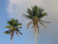 Two palm tops